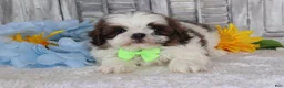 Shih Tzu dogs for sale: Jesse  - Ad 1