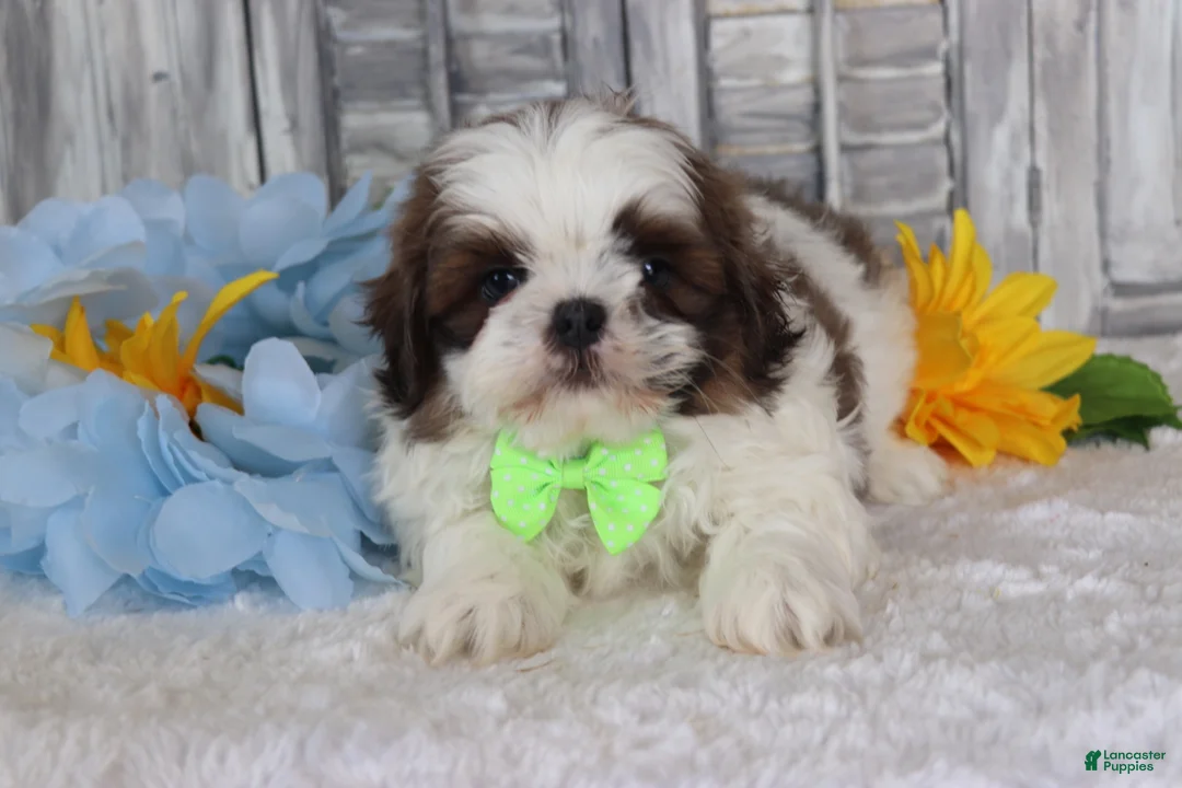 Shih Tzu dogs for sale: Jesse  - Ad 1