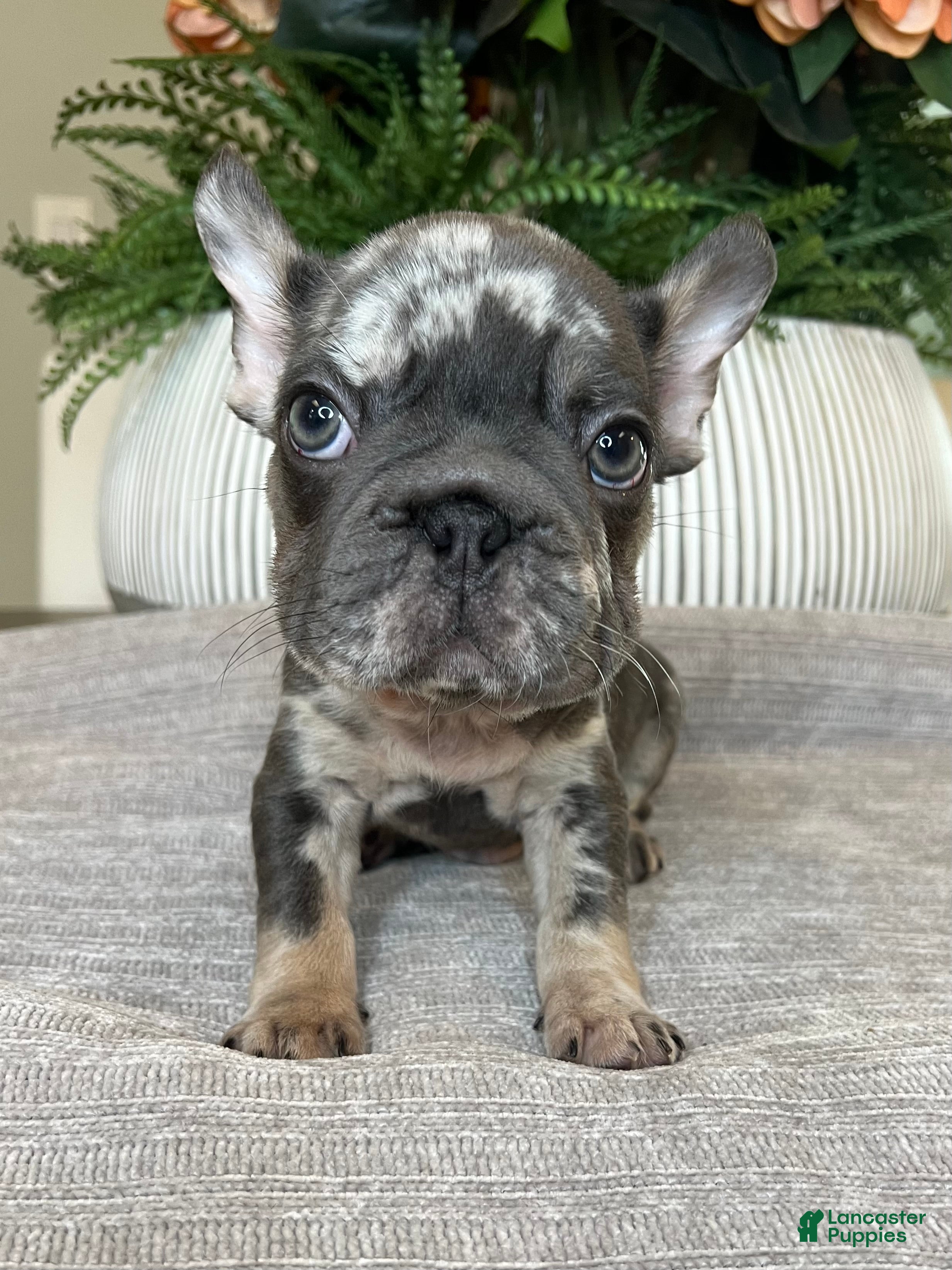 French Bulldog dogs Oreo - Ad 20