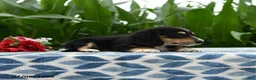 Miniature Dachshund dogs for sale: Coffee - Ad 3
