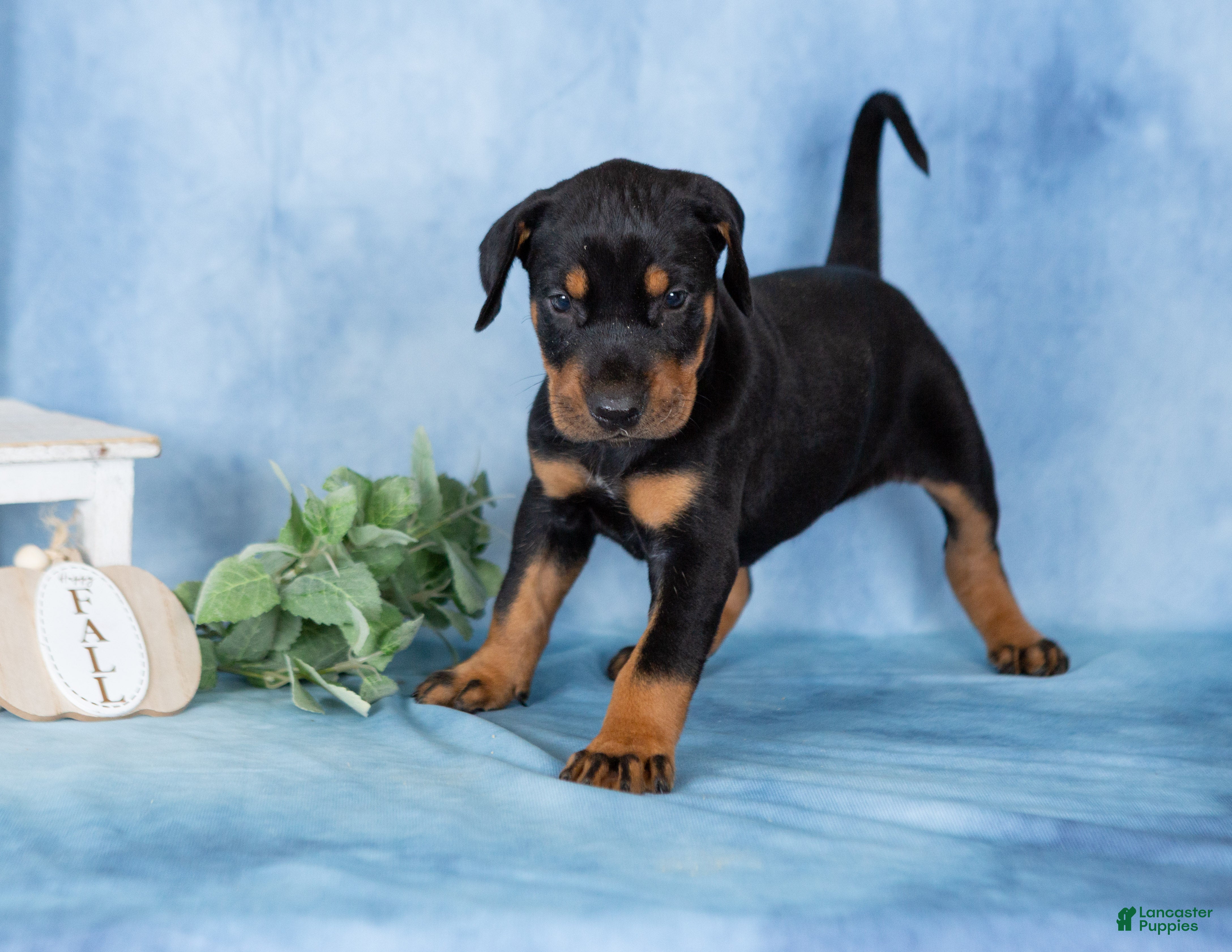 Mixed Breed dogs Classy - Ad 2