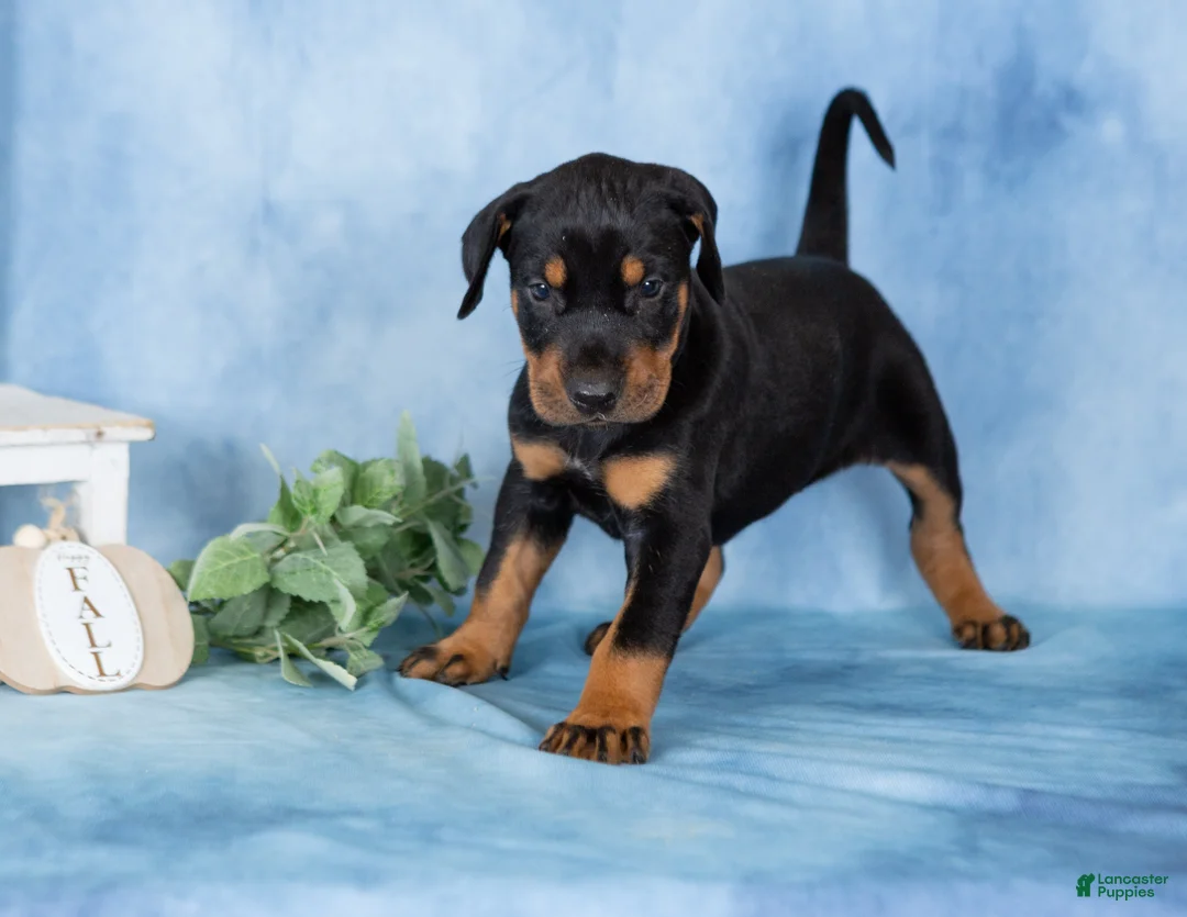 Mixed Breed dogs for sale: Classy - Ad 2