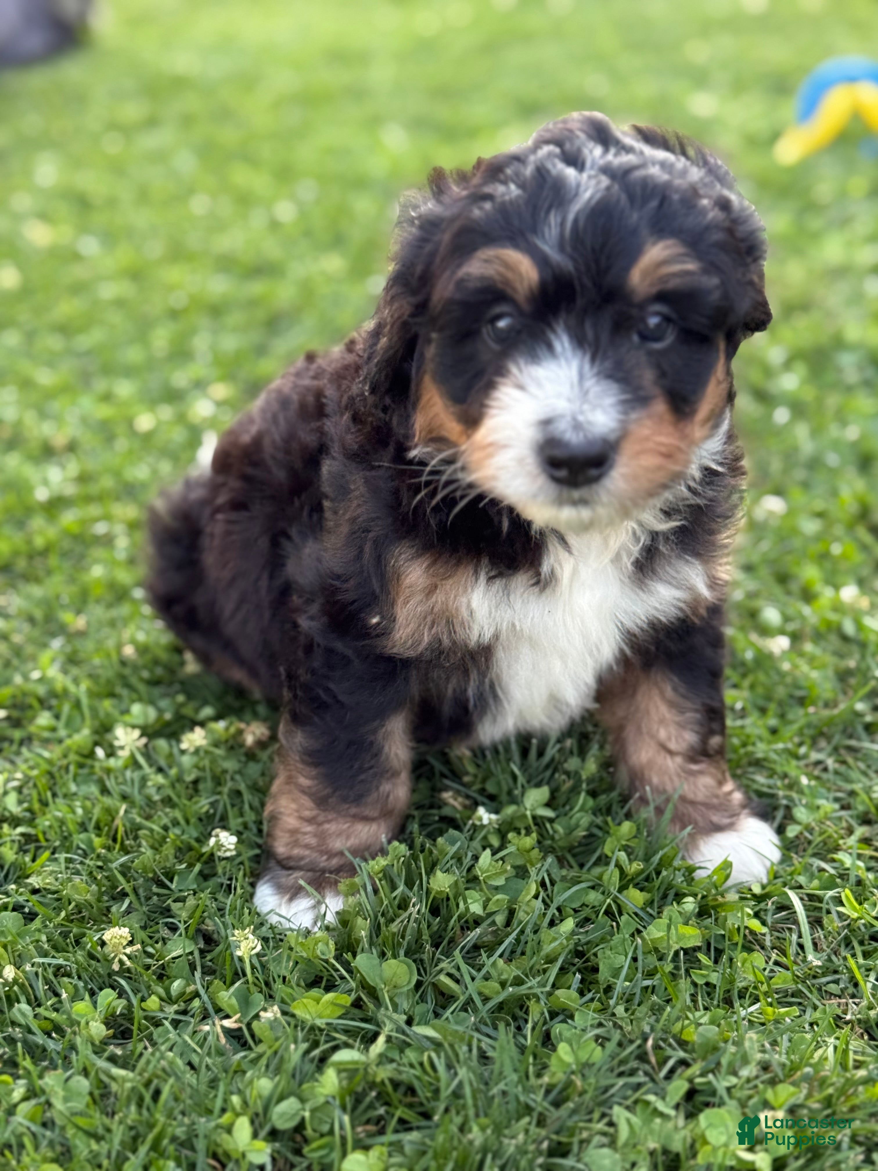 Mini Bernedoodle dogs Trek - Ad 1