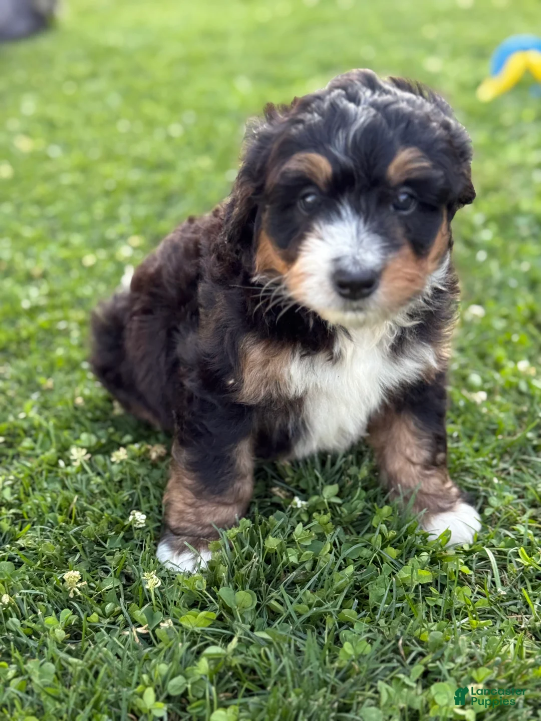 Mini Bernedoodle dogs for sale: Trek - Ad 1