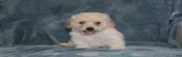 Miniature Poodle dogs for sale: Sky - Ad 5