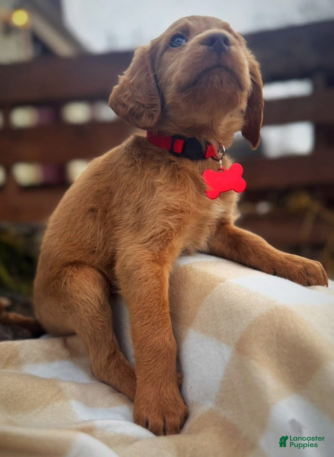 Labradoodle dogs for sale: Labradoodle Puppy 1 - Ad 3