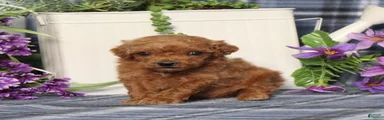 Tiny