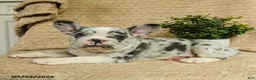 French Bulldog dogs for sale: Cosmos - Ad 2