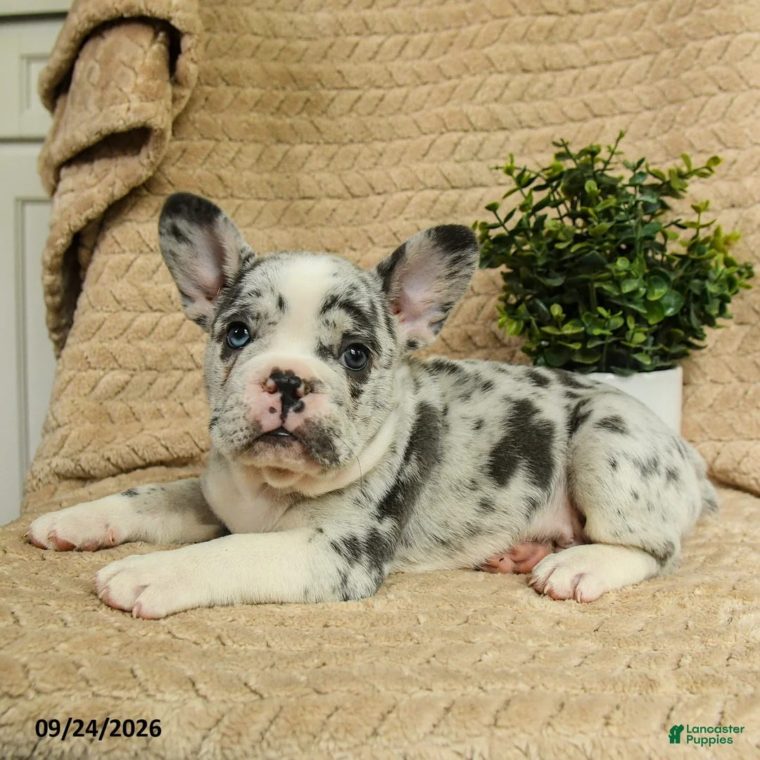 French Bulldog dogs for sale: Cosmos - Ad 2