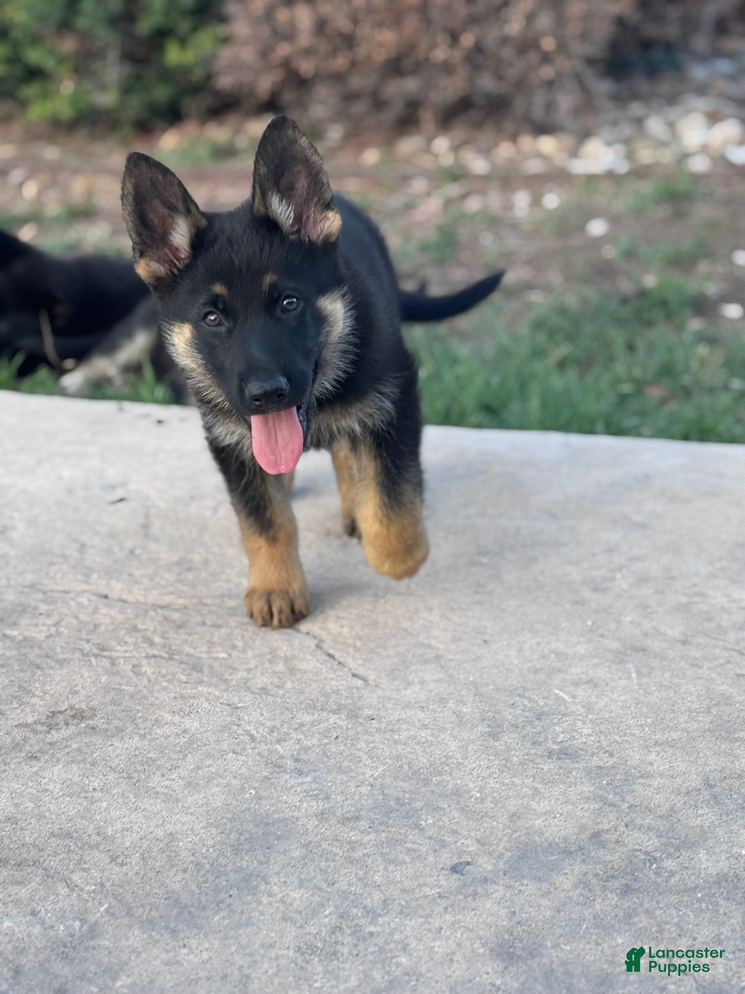 German Shepherd dogs  Puppy 8 - Ad 1