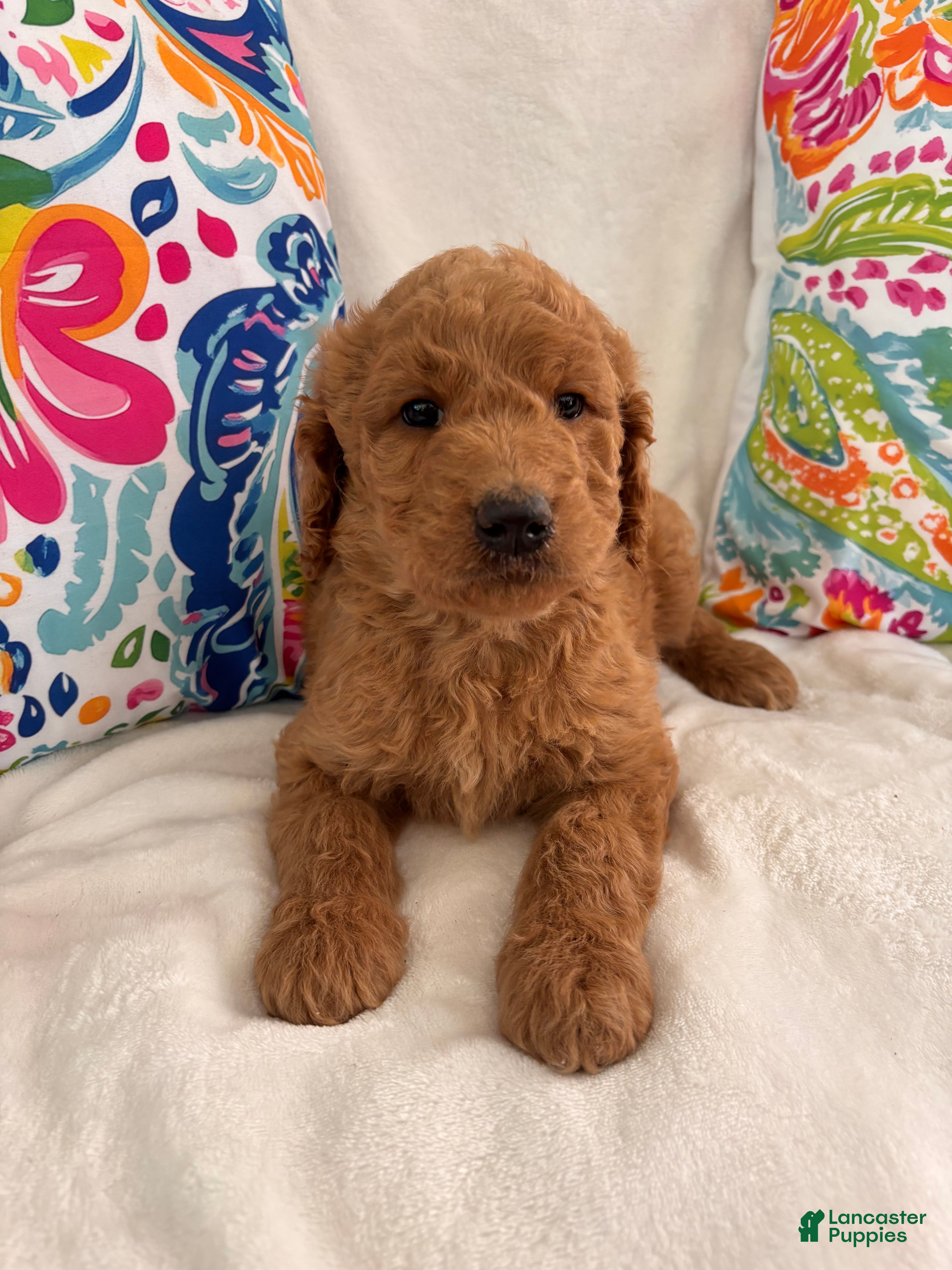 Goldendoodle dogs Goldendoodle Puppy 2 - Ad 26