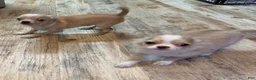 Chihuahua dogs for sale: Sven - Ad 6