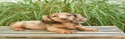 Miniature Dachshund dogs for sale: Pupcake  - Ad 3