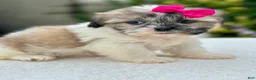 Shih Tzu dogs for sale: Girl Ruby 0832 - Ad 6