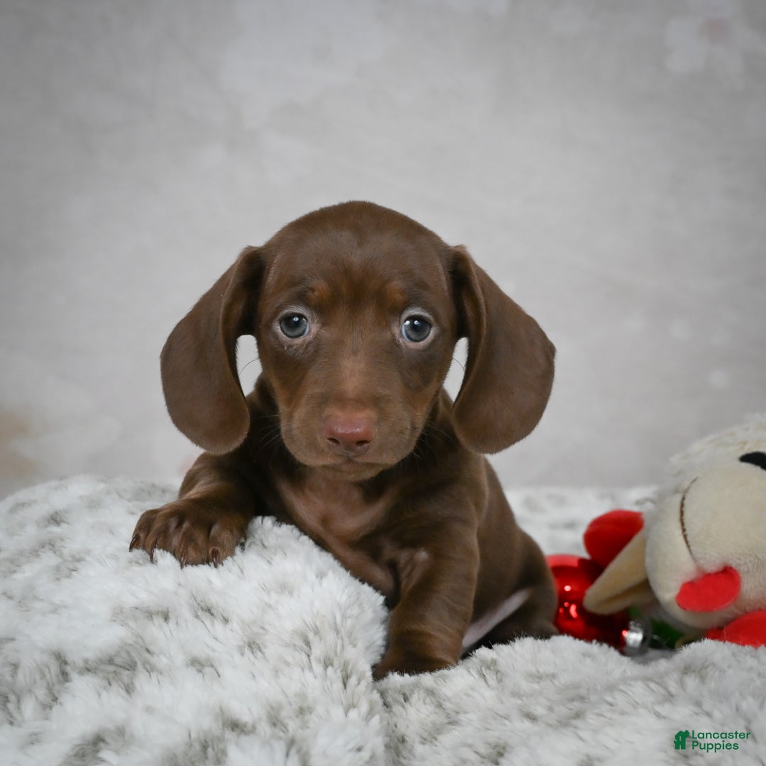 Miniature Dachshund dogs for sale: Hayes - Ad 1
