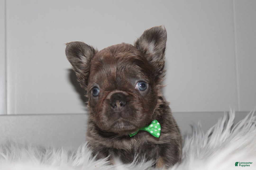 French Bulldog dogs for sale: French Bulldog Puppy 1 - Ad 4