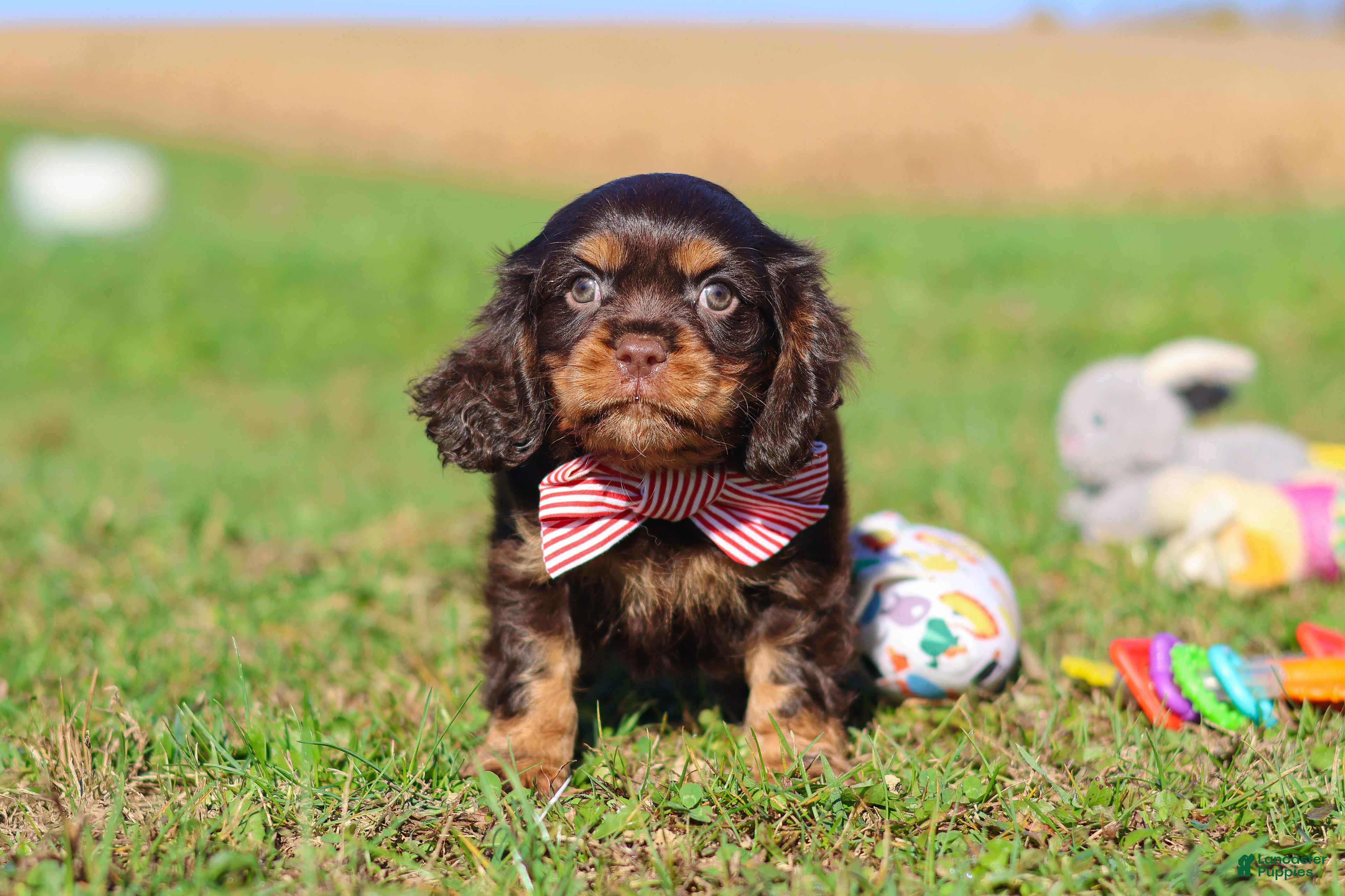 Cavalier King Charles Spaniel dogs Cooper - Ad 1