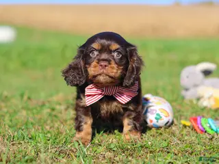 Cavalier King Charles Spaniel dogs Cooper - Ad 1