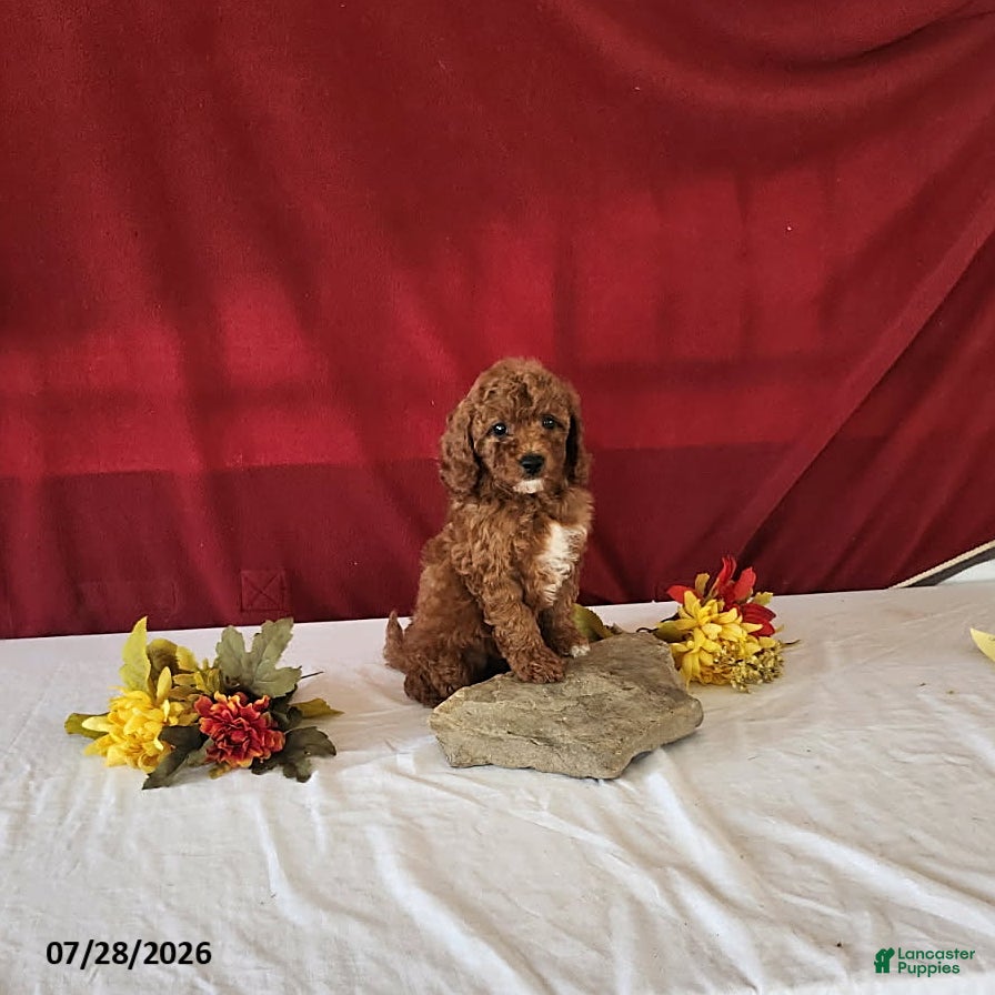 Mini Goldendoodle dogs Halena - Ad 1
