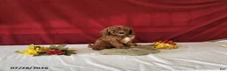 Mini Goldendoodle dogs for sale: Halena - Ad 1