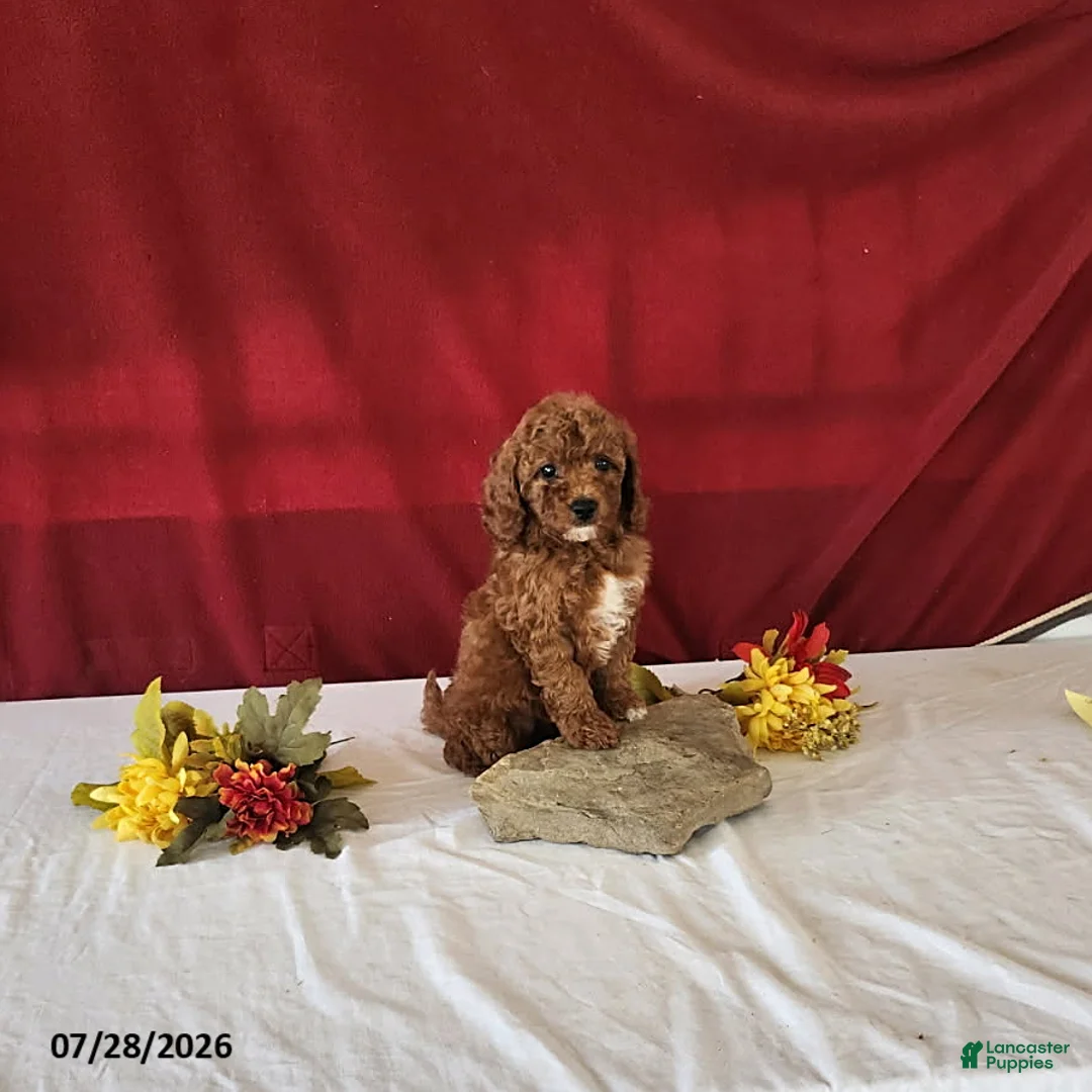Mini Goldendoodle dogs for sale: Halena - Ad 1