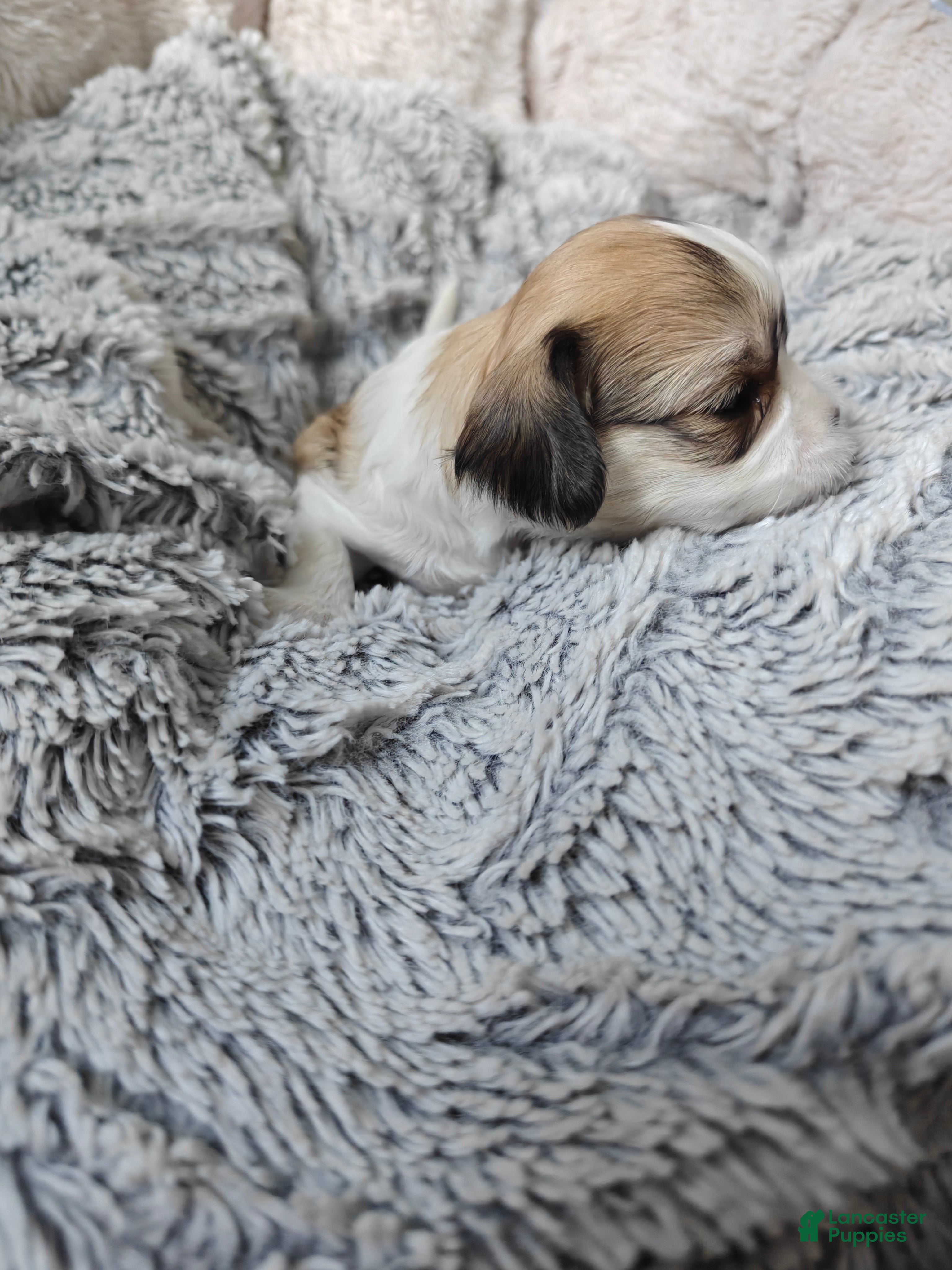 Mixed Breed dogs for sale: Biscotti - Ad 2