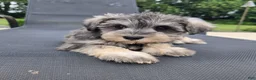 Miniature Schnauzer dogs for sale: Shelby - Ad 4