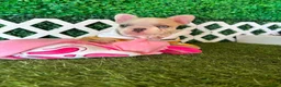 French Bulldog dogs for sale: French Bulldog 2 - Ad 2