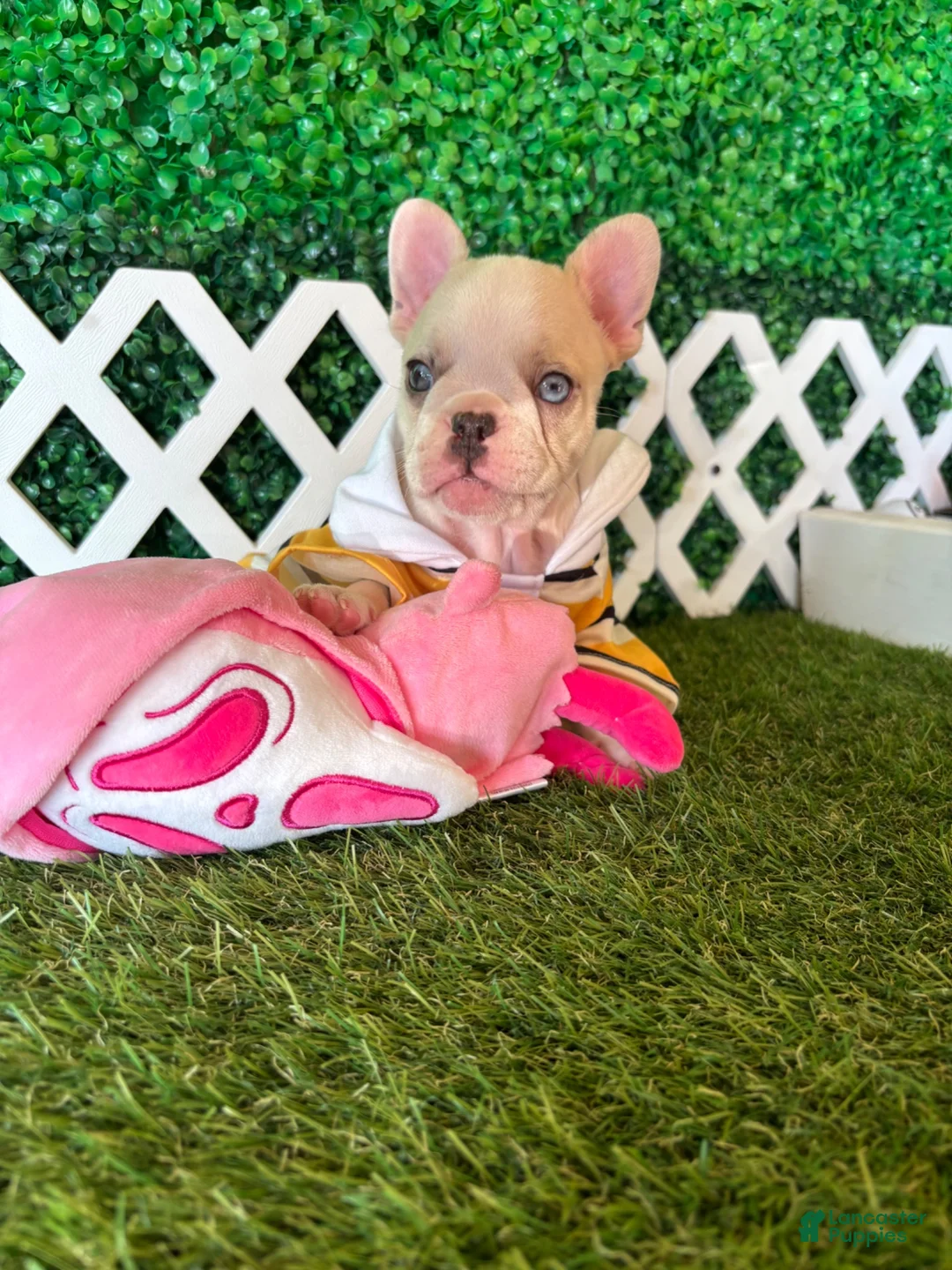 French Bulldog dogs for sale: French Bulldog 2 - Ad 2