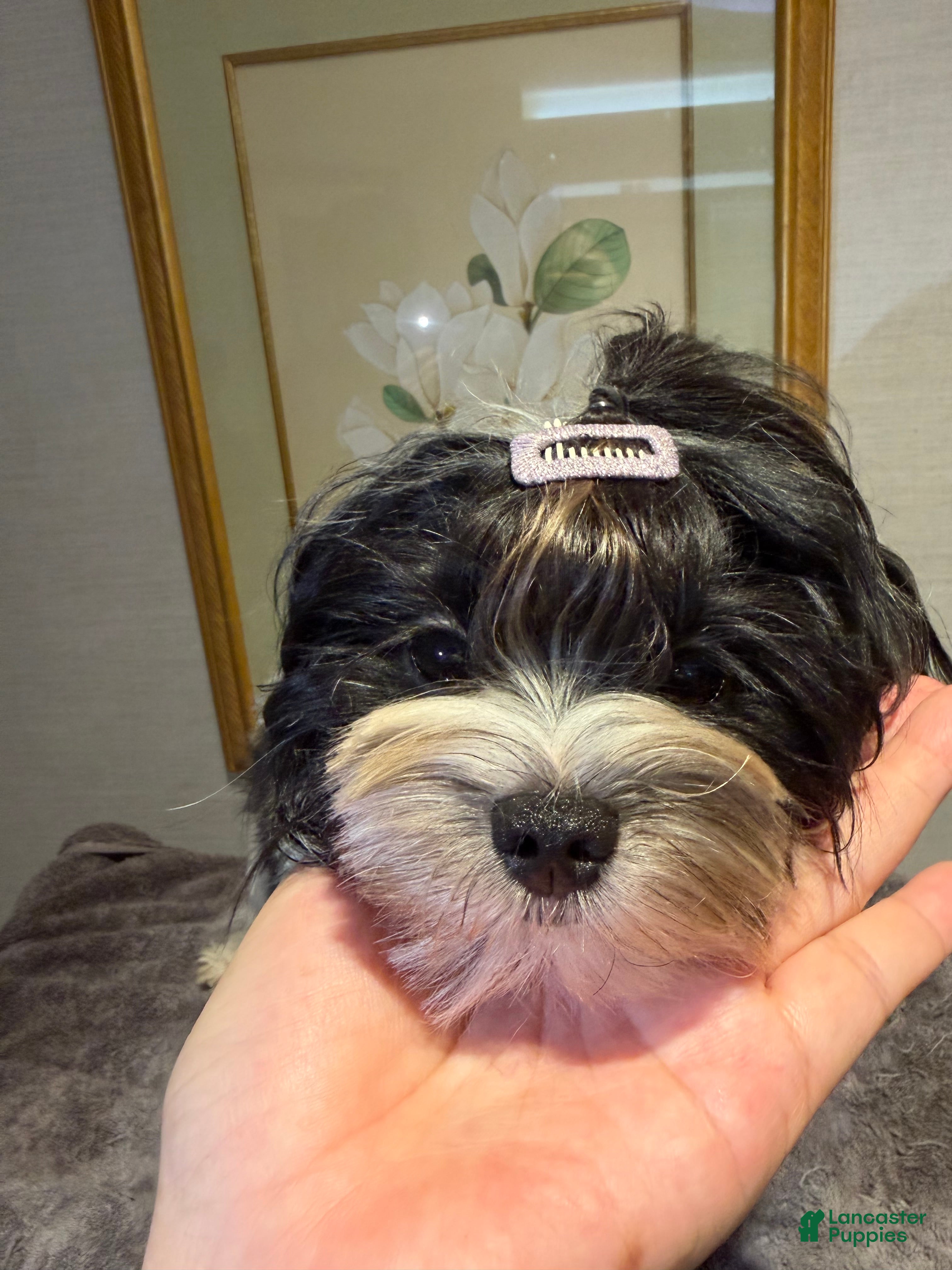 Morkie dogs Arlo - Ad 1