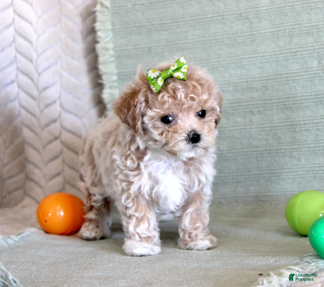 Maltipoo dogs for sale: Daisy - Ad 3