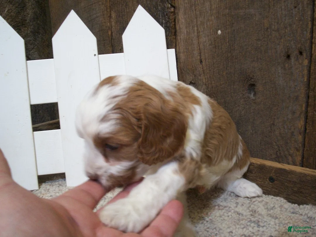 Cavapoo dogs for sale: Buzz - Ad 2
