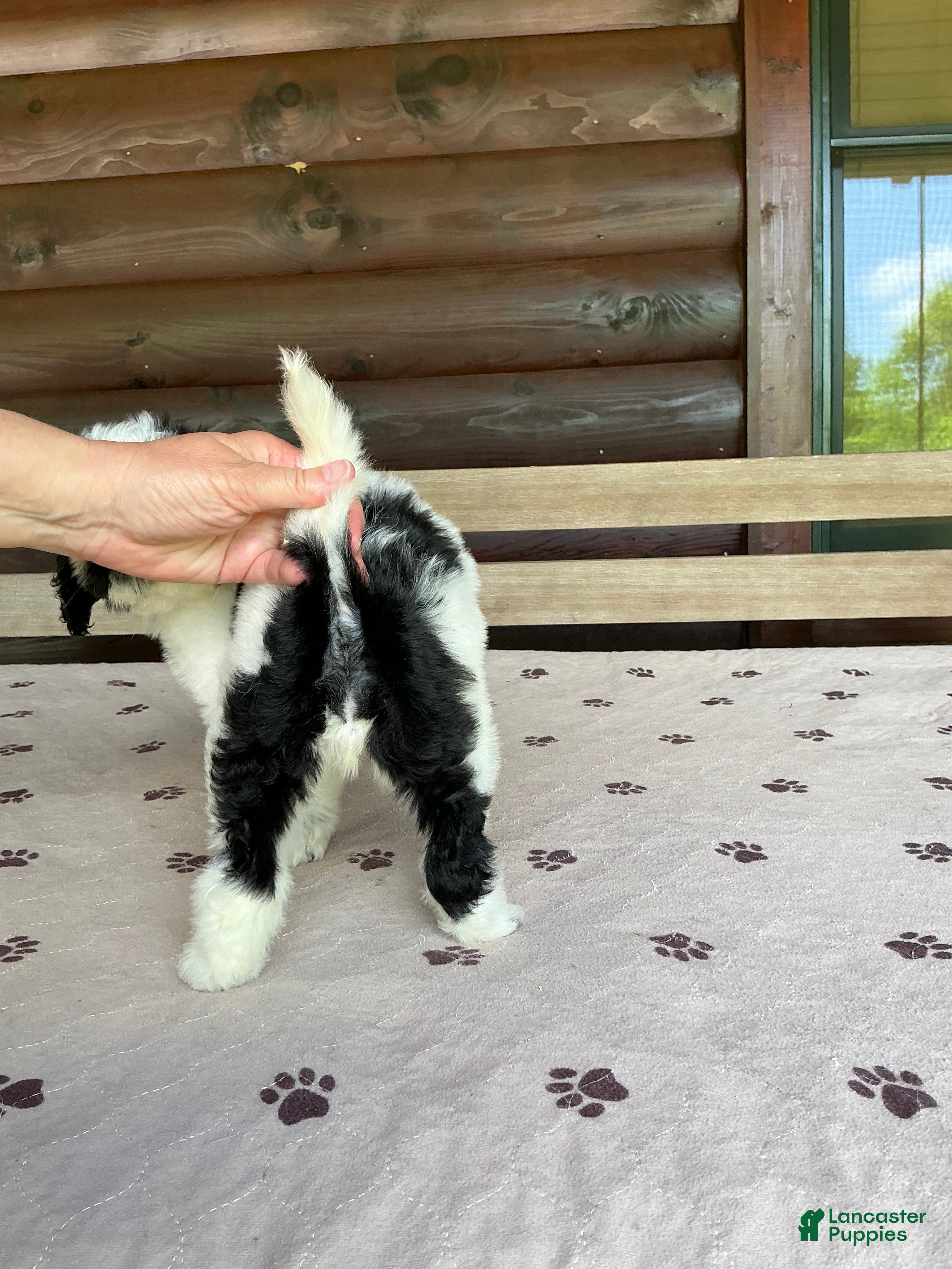 Bernedoodle dogs Wren - Ad 2