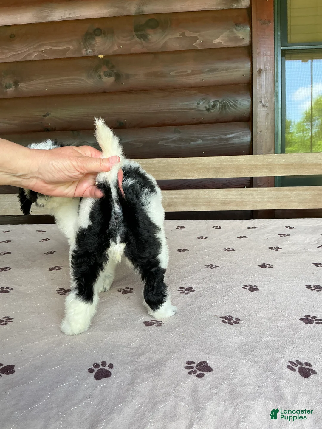 Bernedoodle dogs for sale: Wren - Ad 2