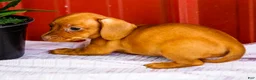 Miniature Dachshund dogs for sale: Brenda - Ad 6