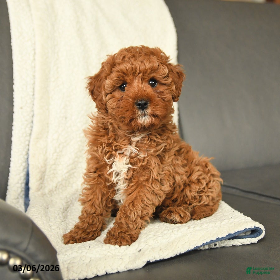 Cavapoo dogs Ollie - Ad 1