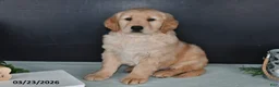 Golden Retriever dogs for sale: Kathy - Ad 3