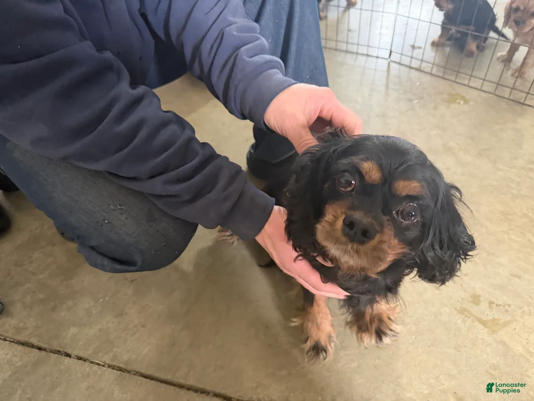 Cavalier King Charles Spaniel dogs for sale: Cavalier King Charles Spaniel Puppy 1 - Ad 5