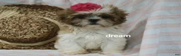 Shih Tzu dogs for sale: Cherokee  - Ad 4