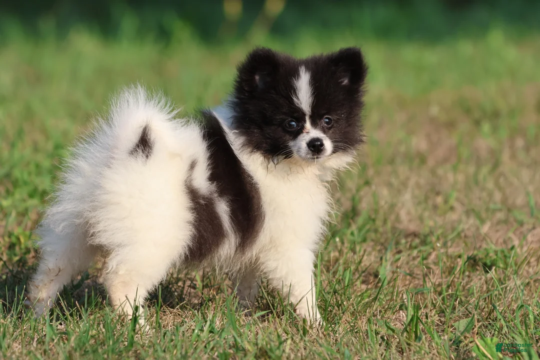 Pomeranian dogs for sale: Feather - Ad 4