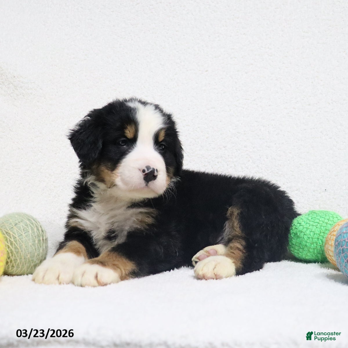 Bernese Mountain Dog dogs Maverick - Ad 2