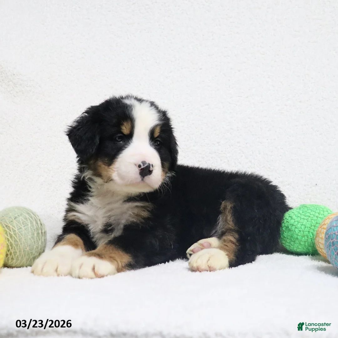 Bernese Mountain Dog dogs for sale: Maverick - Ad 2