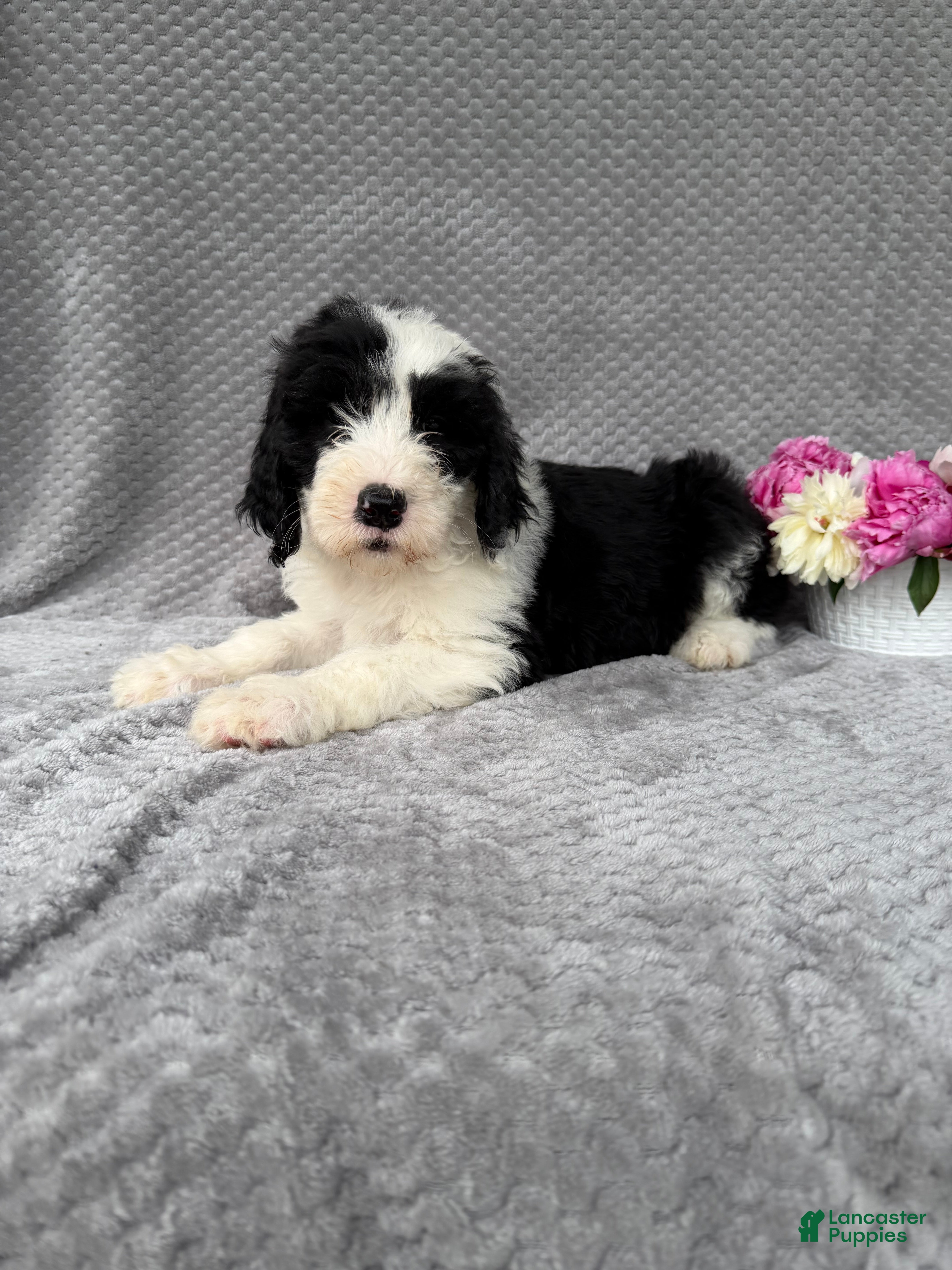 Sheepadoodle dogs Becky - Ad 2