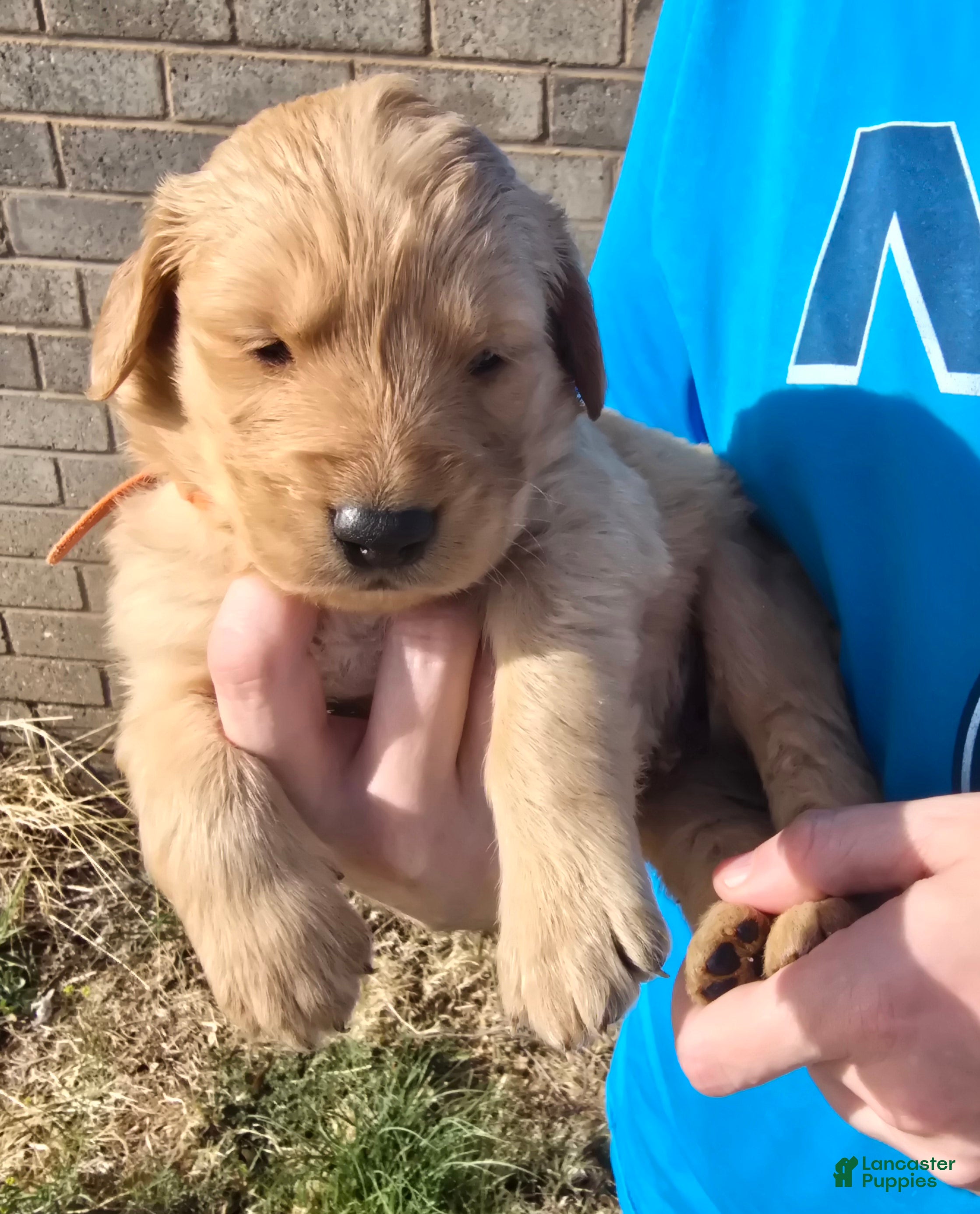 Golden Retriever dogs Gold Boy - Ad 8
