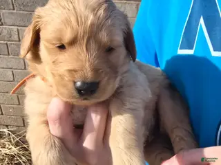 Golden Retriever dogs Gold Boy - Ad 8