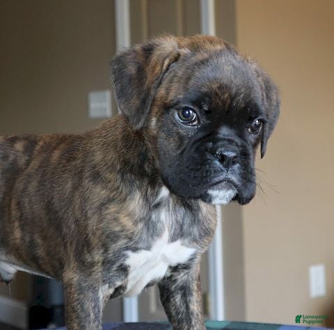 Boxer dogs Winston - Champ Lines - Ad 1