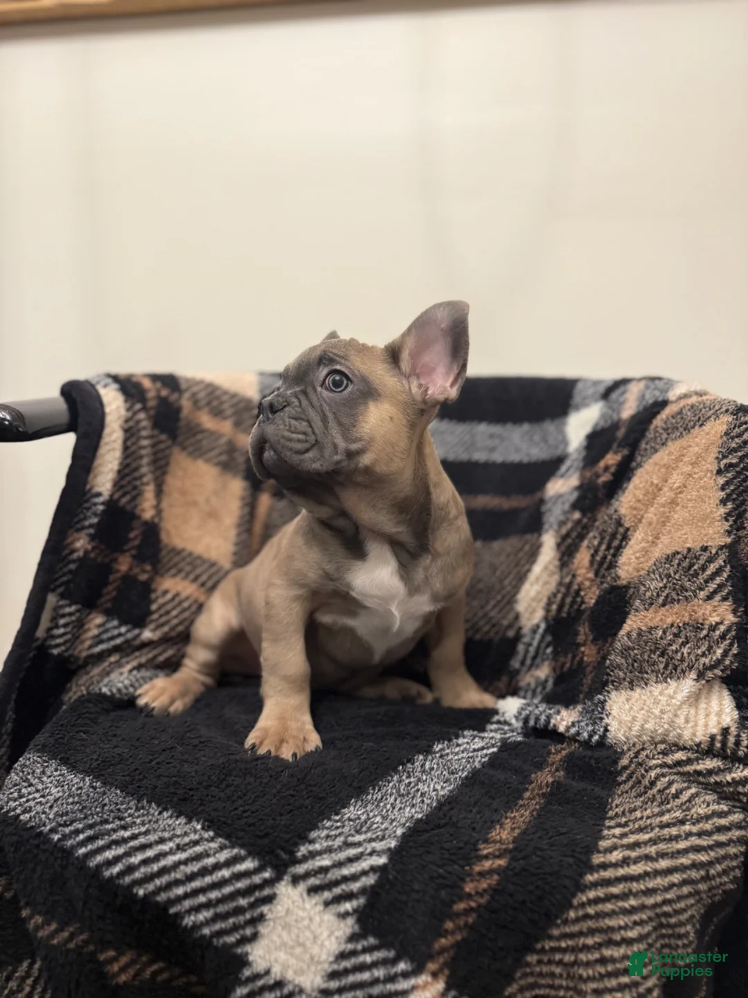 French Bulldog dogs for sale: Bill-BLUE FAWN - Ad 2