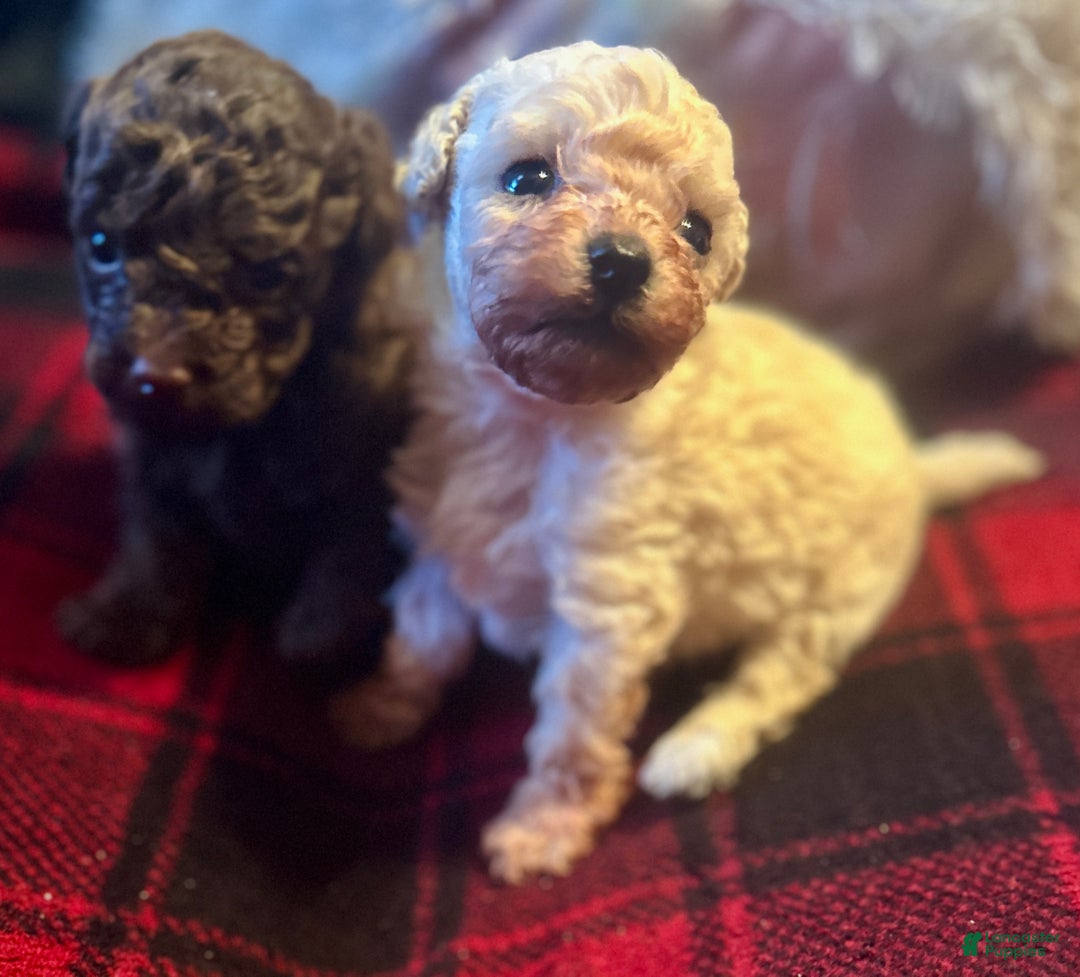 Toy Poodle dogs for sale: Toy Poodle Puppy 2 - Ad 8