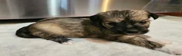 Mixed Breed dogs for sale: Nina - Ad 4