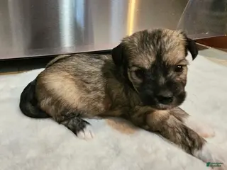 Mixed Breed dogs Nina - Ad 15